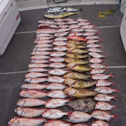 ARCADIAⅡ (アルカディアⅡ) 釣果