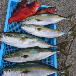 第三共栄丸 釣果