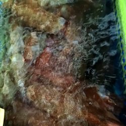 LUSTER『ラスター』 釣果