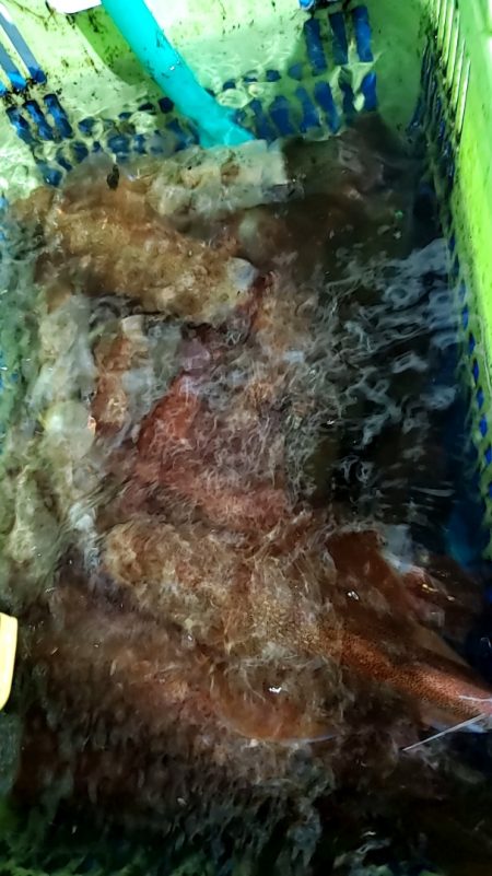 LUSTER『ラスター』 釣果