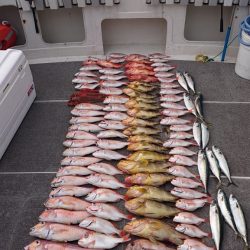 ARCADIAⅡ (アルカディアⅡ) 釣果