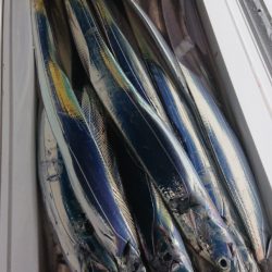 シースナイパー海龍 釣果