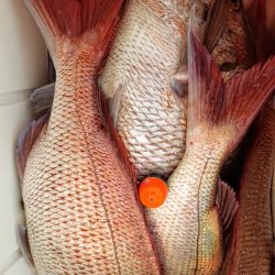 シースナイパー海龍 釣果