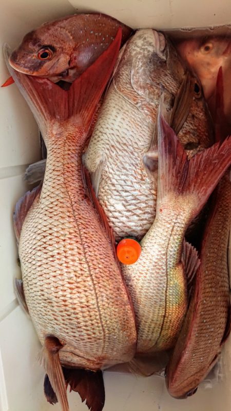 シースナイパー海龍 釣果