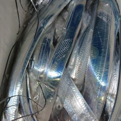 シースナイパー海龍 釣果
