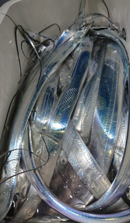 シースナイパー海龍 釣果