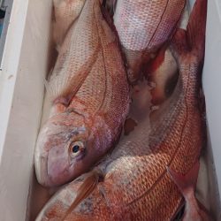 シースナイパー海龍 釣果