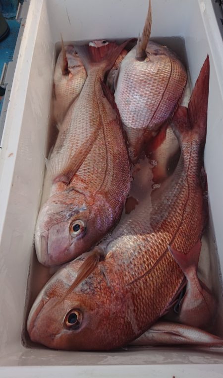 シースナイパー海龍 釣果