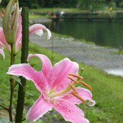 平谷湖フィッシングスポット 釣果