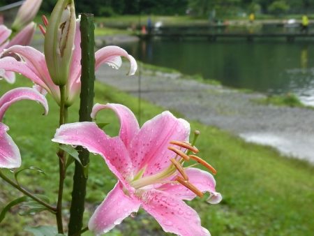 平谷湖フィッシングスポット 釣果