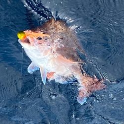 あみや渡船 JIGBOY 釣果