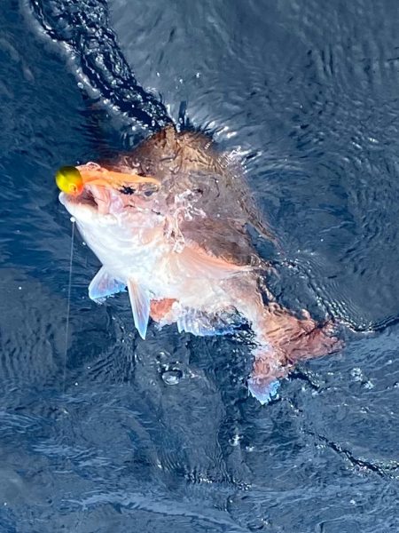 あみや渡船 JIGBOY 釣果