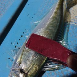 シースナイパー海龍 釣果