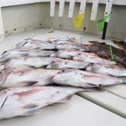 KIM Fishing Guide Service 釣果