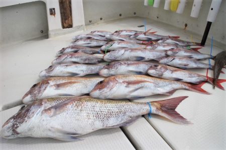 KIM Fishing Guide Ser…