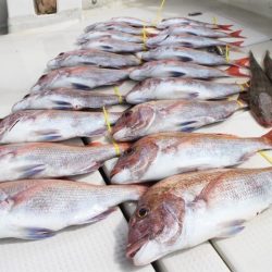 KIM Fishing Guide Service 釣果