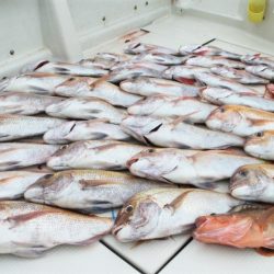 KIM Fishing Guide Service 釣果