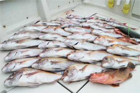 KIM Fishing Guide Ser…