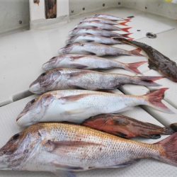 KIM Fishing Guide Service 釣果