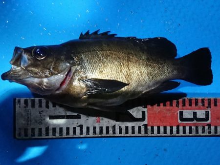 フィッシングガイド りょう 釣果