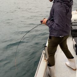 幕島丸 釣果