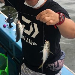 ヤザワ渡船 釣果