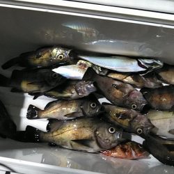 フィッシングガイド りょう 釣果