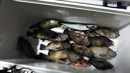 フィッシングガイド りょう 釣果