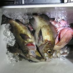 フィッシングガイド りょう 釣果