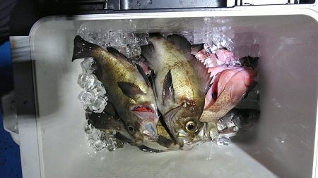 フィッシングガイド りょう 釣果