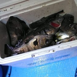 フィッシングガイド りょう 釣果