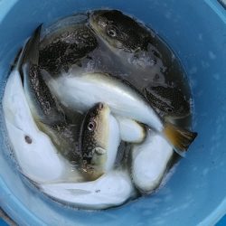 フィッシングガイド りょう 釣果