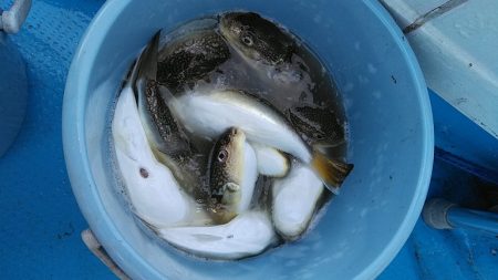 フィッシングガイド りょう 釣果