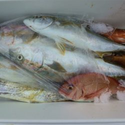 エル・クルーズ 釣果