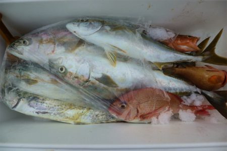 エル・クルーズ 釣果