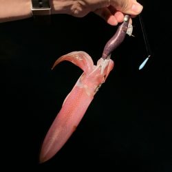 アマテラス 釣果