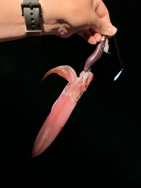 アマテラス 釣果