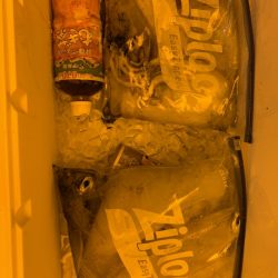 海龍丸（石川） 釣果