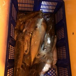 海龍丸（石川） 釣果