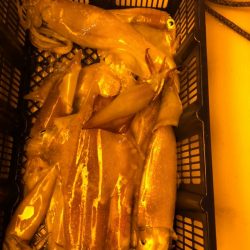 海龍丸（石川） 釣果