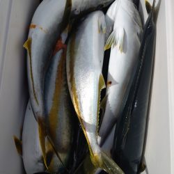 神海丸 釣果