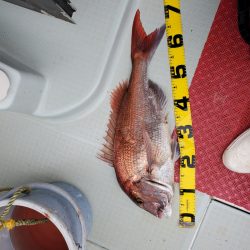 シーライオン 釣果