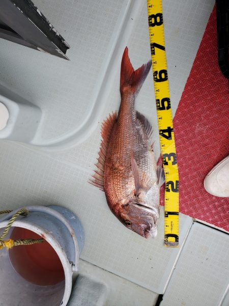 シーライオン 釣果