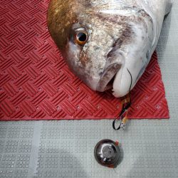 シーライオン 釣果