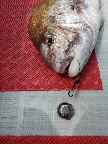 シーライオン 釣果