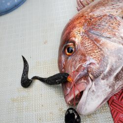 シーライオン 釣果