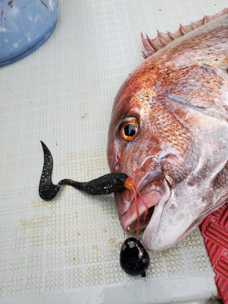 シーライオン 釣果