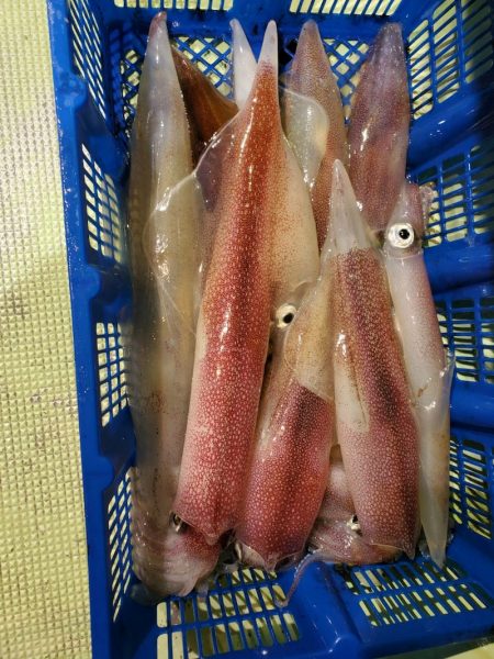 海龍丸（石川） 釣果