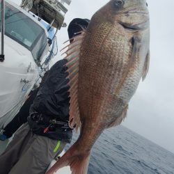 シーライオン 釣果