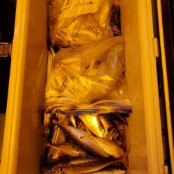 海龍丸（石川） 釣果